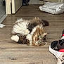 Tiramisu participe au concours pour gagner de l'argent avec cette photo : cat, fluffy, wooden_floor, indoor, curious, wide_eyes, sneakers, shoe, floor, pet, feline, relaxed, home, domestic_animal, fur, tabby, cute, animal, laying_down, cozy