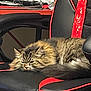 Tiramisu participe au concours pour gagner de l'argent avec cette photo : cat, tabby, feline, fluffy, resting, gaming_chair, black, red, indoor, desk, computer_monitor, clutter, electronics, fur, pet, relaxed, side_view, home_office, chair, animal