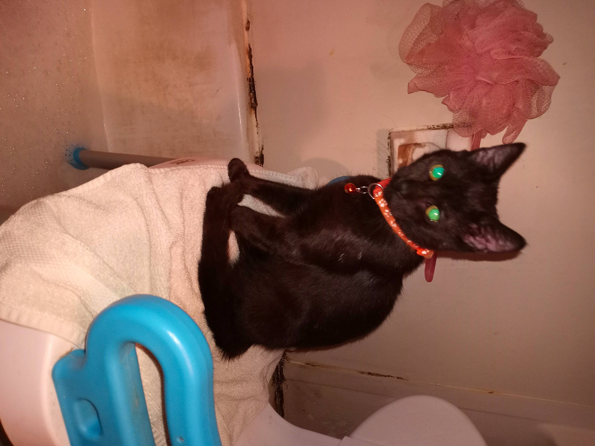 Cubbie joined the competition — help win amazing prizes! art, blue, carnivore, chair, collar, comfort, dog_breed, domestic_short_haired_cat, electric_blue, fashion_accessory, fawn, felidae, fur, room, small_to_medium_sized_cats, snout, tail, visual_arts, whiskers, window