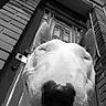 animal, black_and_white, brick_wall, bull_terrier, canine, close_up, dog, domestic_animal, door, ears, face, happy, low_angle, mouth, nose, outdoor, pet, portrait, smiling, tongue