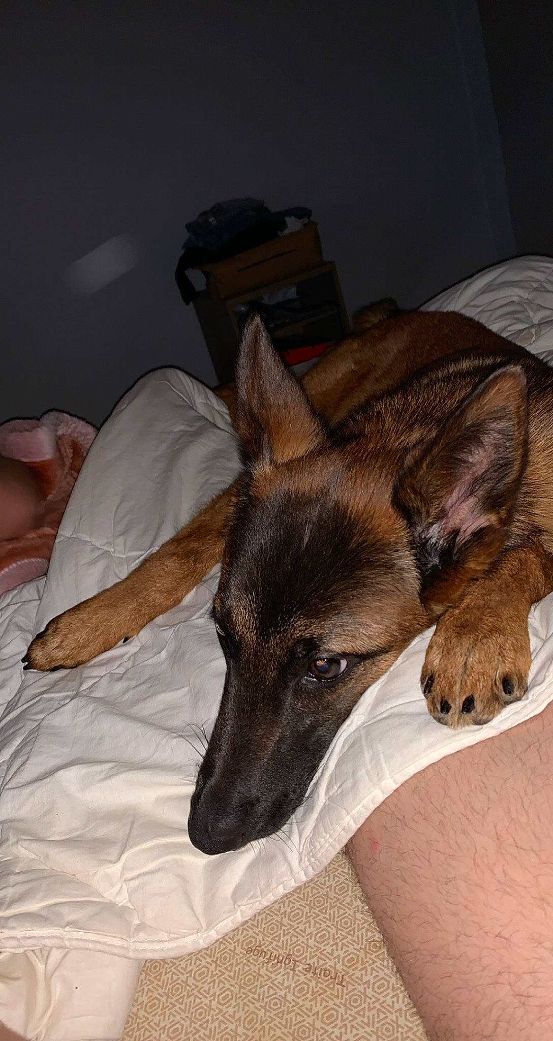 Xena a rejoint le concours — aidez-le/la à gagner de superbes lots ! belgian_shepherd_malinois, canidae, carnivore, dog, dog_breed, ear, formosan_mountain_dog, mammal, snout, vertebrate