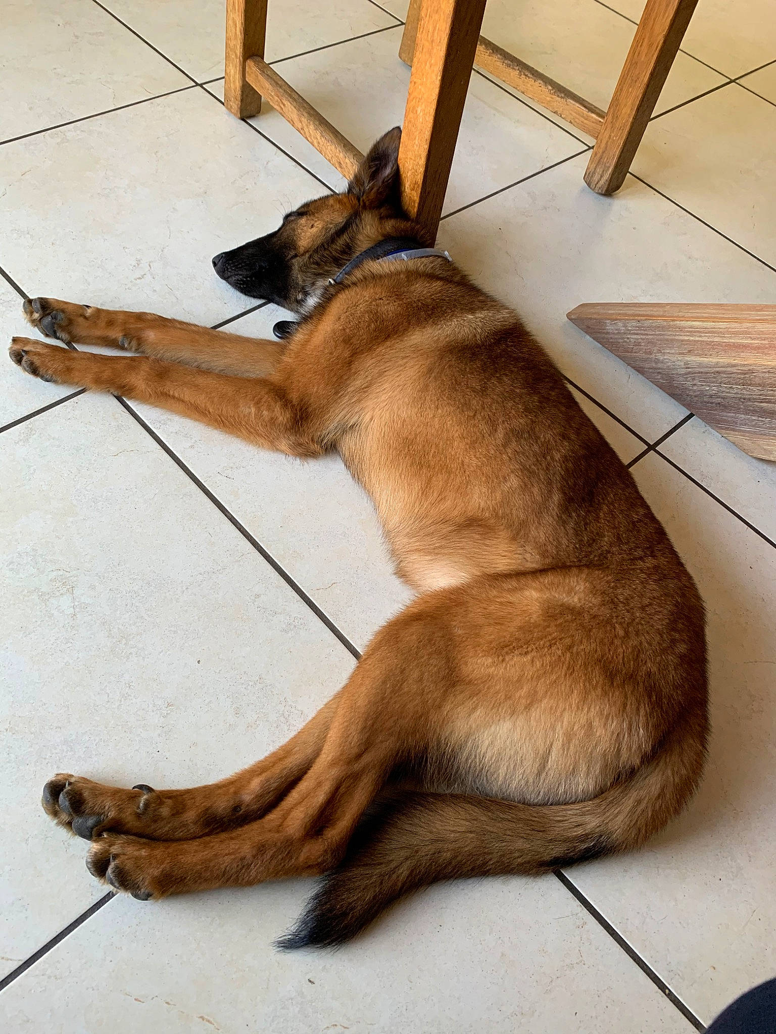 Xena a rejoint le concours — aidez-le/la à gagner de superbes lots ! belgian_shepherd, belgian_shepherd_malinois, canidae, carnivore, dog, dog_breed, fawn, floor, flooring, fur, mammal, snout