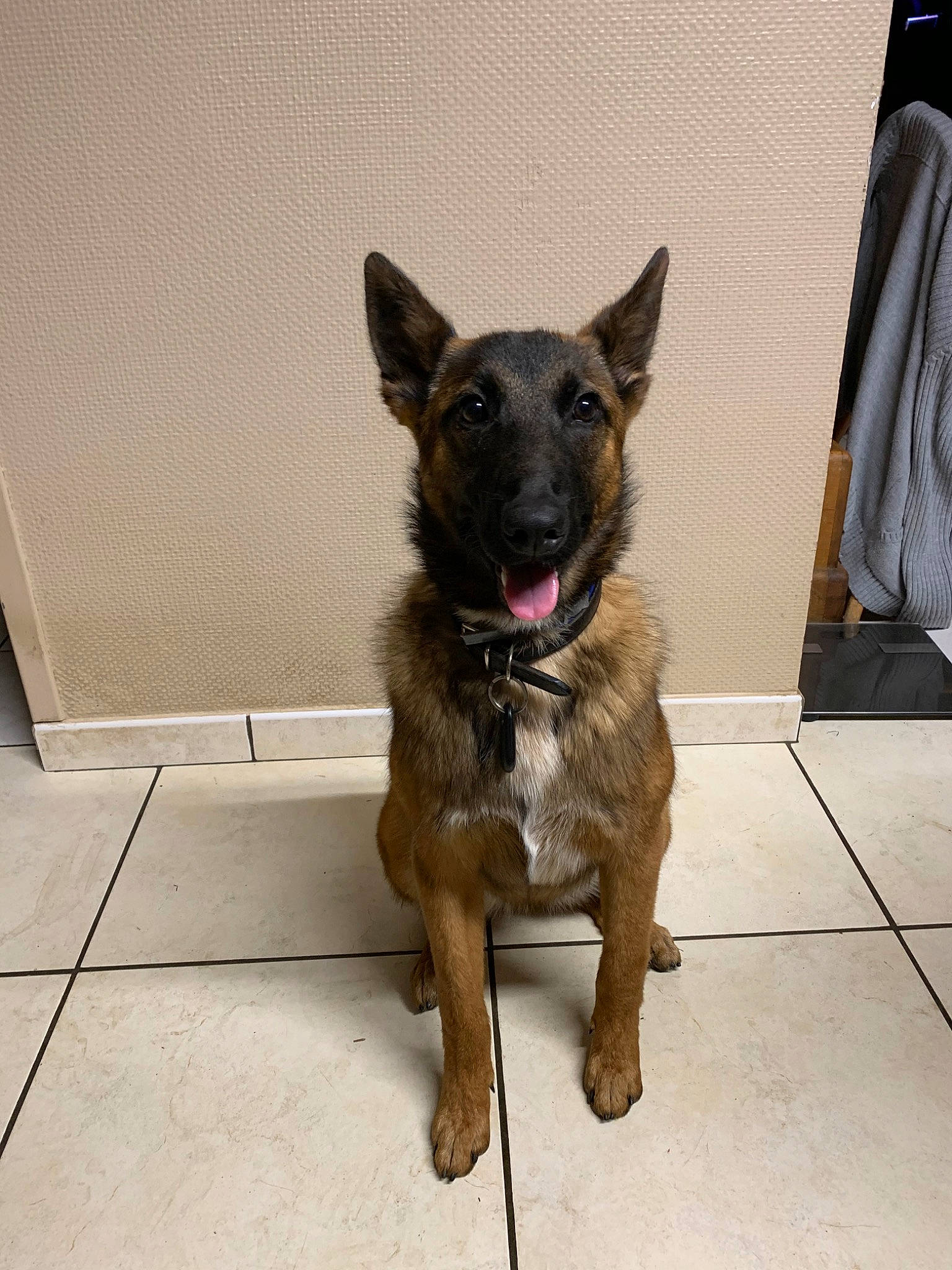 Xena participe au concours pour gagner de l'argent avec cette photo : belgian_shepherd, belgian_shepherd_malinois, canidae, carnivore, dog, dog_breed, fawn, german_shepherd_dog, king_shepherd, mammal, norwegian_elkhound, old_german_shepherd_dog, police_dog, rare_breed_dog, shiloh_shepherd_dog, snout, sporting_group, tervuren, vertebrate, working_dog