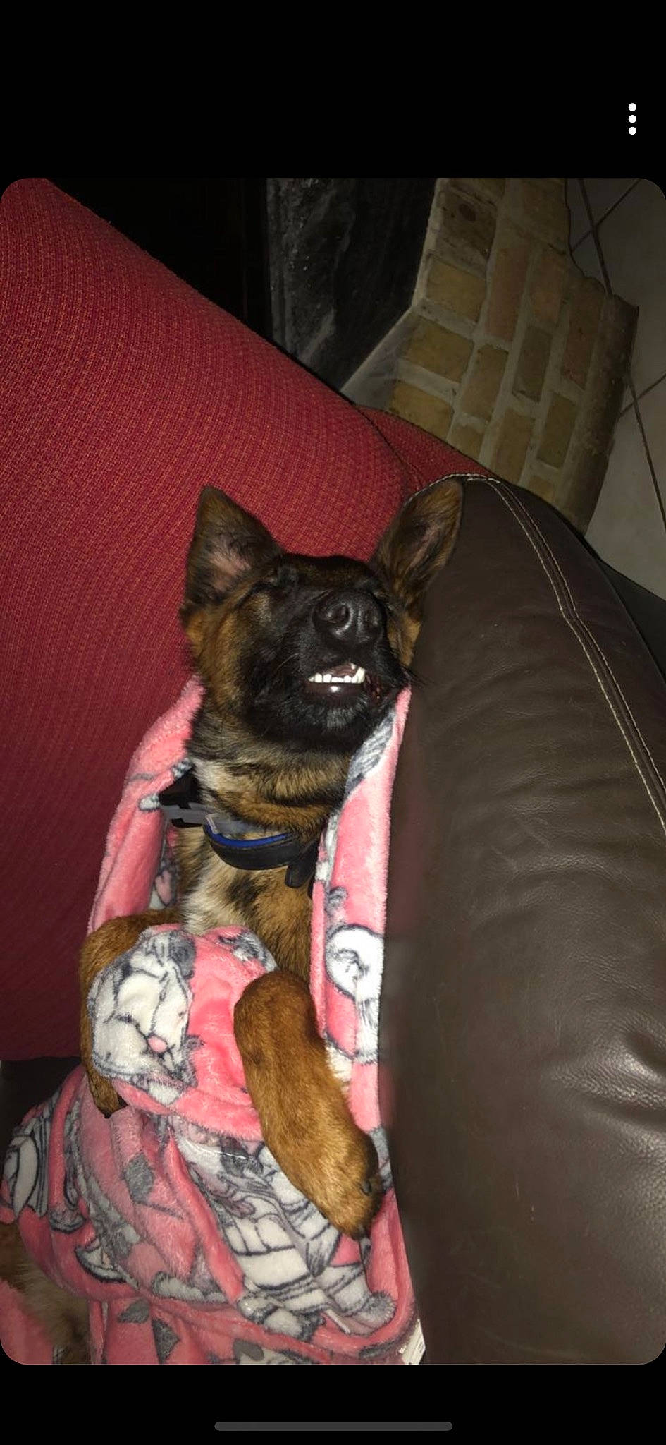 Xena a rejoint le concours — aidez-le/la à gagner de superbes lots ! canidae, carnivore, companion_dog, dog, dog_breed, fawn, non_sporting_group