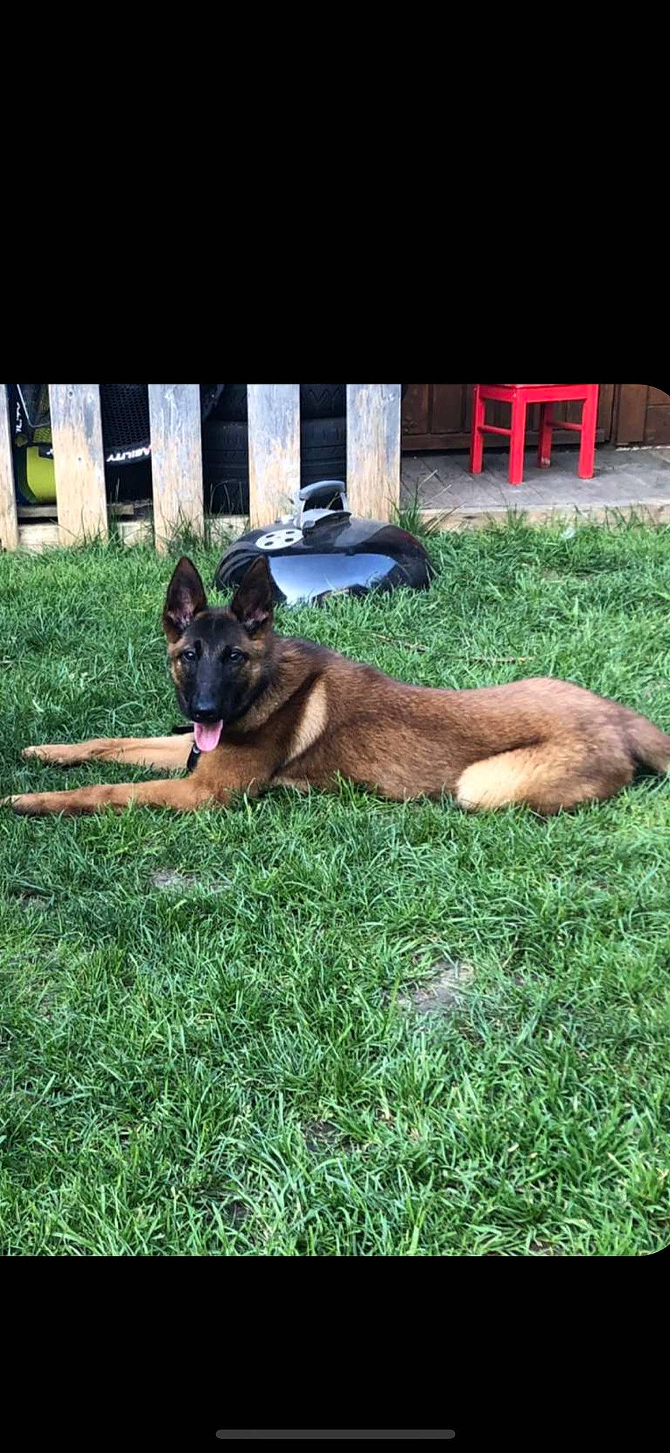 Xena participe au concours pour gagner de l'argent avec cette photo : belgian_shepherd, belgian_shepherd_malinois, canidae, carnivore, dog, dog_breed, fawn, german_shepherd_dog, grass, herding_dog, king_shepherd, mammal, old_german_shepherd_dog, plant, tervuren, vertebrate, working_dog