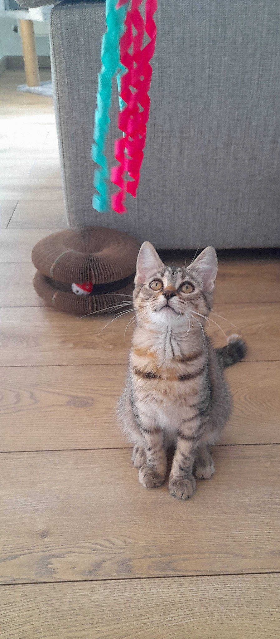 Umi participe au concours pour gagner de l'argent avec cette photo : carnivore, cat, comfort, domestic_short_haired_cat, fawn, felidae, floor, flooring, fur, grey, hardwood, laminate_flooring, paw, sitting, small_to_medium_sized_cats, snout, tail, whiskers, wood, wood_flooring