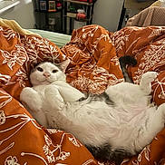 Bigboy joined the competition — help win amazing prizes! cat, white_cat, gray_cat, pet, animal, bed, blanket, orange_blanket, fluffy, relaxed, indoor, cozy, cute, feline, resting, comfort, domestic_animal, sleepy, paw, tail