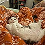 cat, white_cat, gray_cat, pet, animal, bed, blanket, orange_blanket, fluffy, relaxed, indoor, cozy, cute, feline, resting, comfort, domestic_animal, sleepy, paw, tail