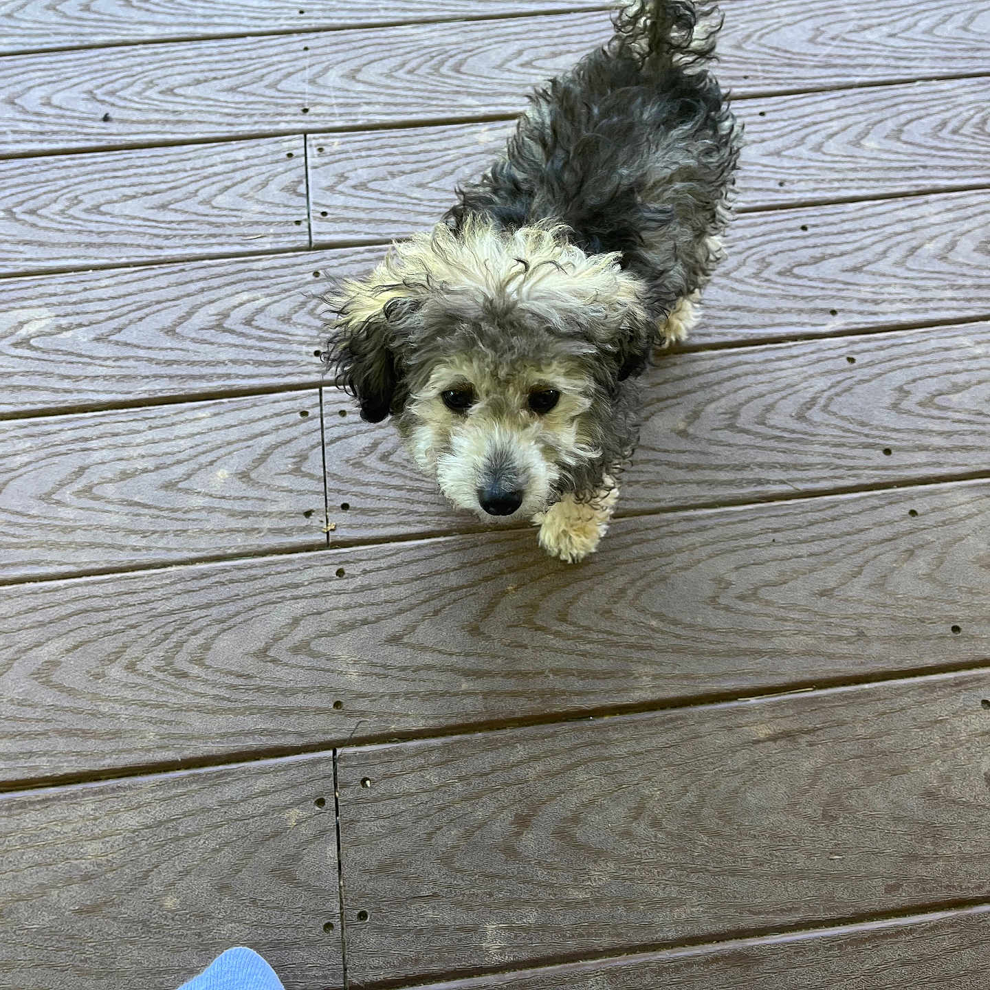 Poppy joined the competition — help win amazing prizes! animal, architecture, building, canine, clothing, dog, footwear, hardwood, indoors, interiordesign, jeans, pants, pet, plywood, poodle, puppy, shoe, slate, terrier, wood