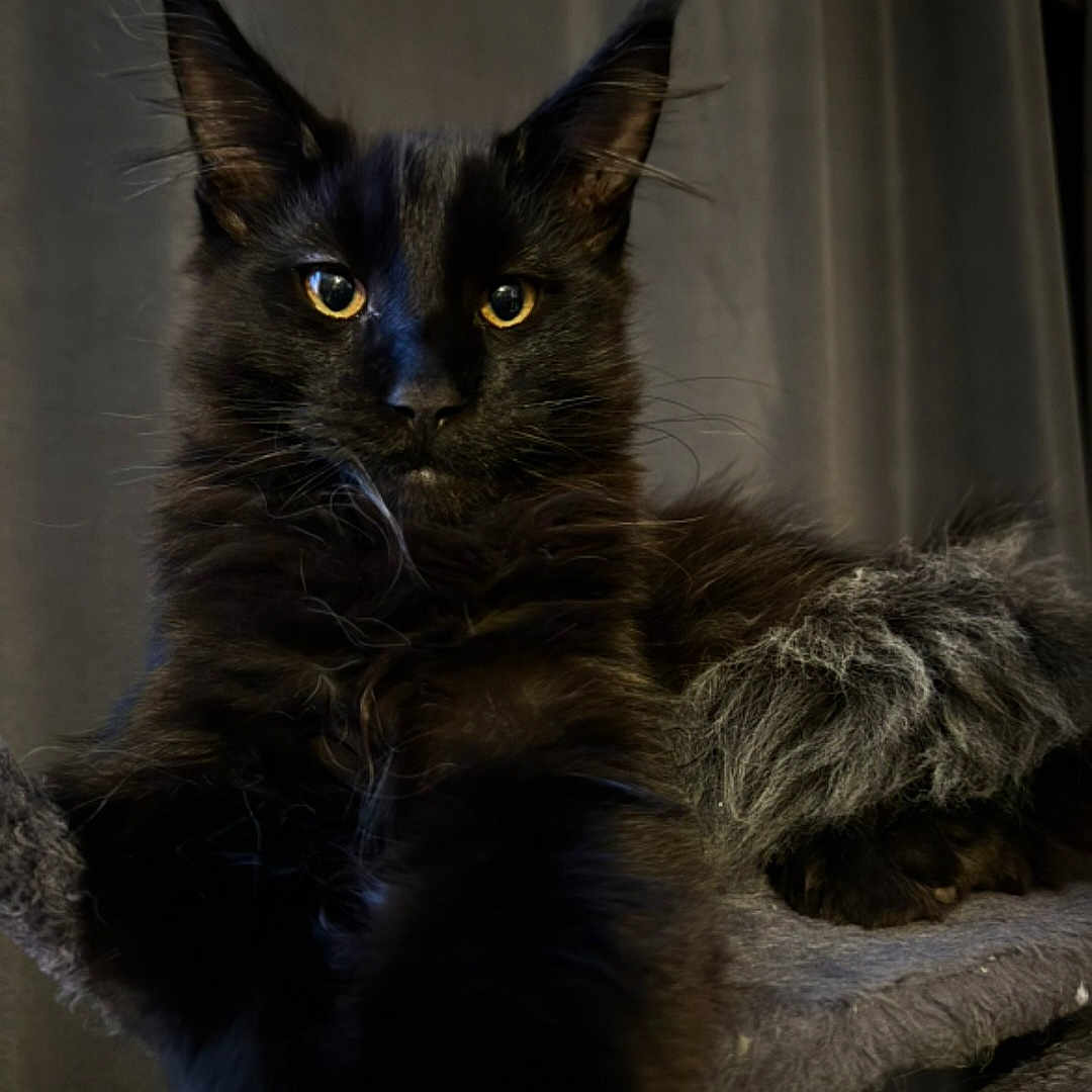 Ares De Laf participe au concours pour gagner de l'argent avec cette photo : animal, black_cat, cat, closeup, cute, domestic_animal, ears, feline, fluffy_tail, fur, indoor, long_hair, mammal, perch, pet, portrait, relaxed, resting, whiskers, yellow_eyes