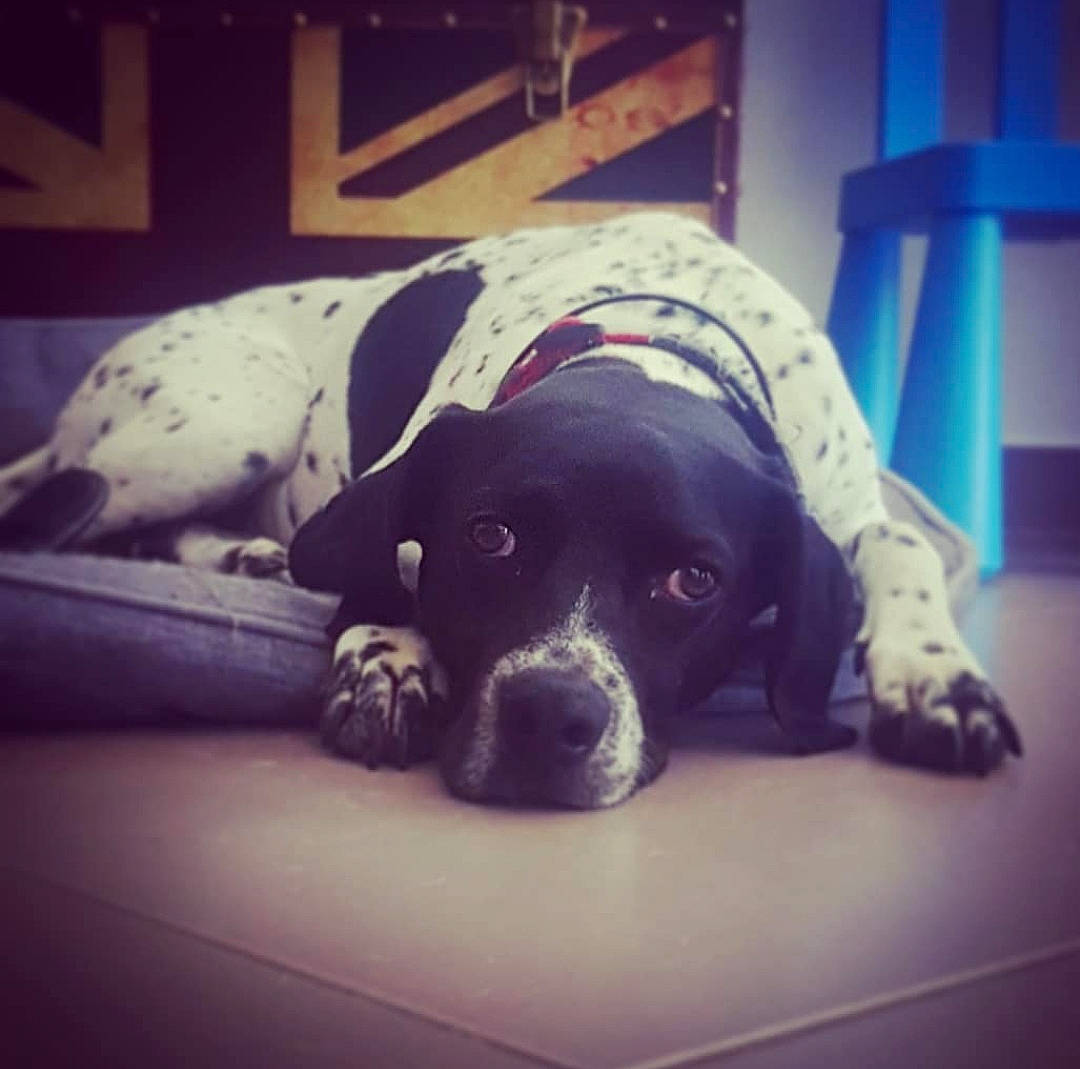 Nali participe au concours pour gagner de l'argent avec cette photo : braque_dauvergne, canidae, carnivore, cloud, dog, dog_breed, floor, german_shorthaired_pointer, mammal, nose, old_danish_pointer, pointer, pointing_breed, puppy, sky, snout, sporting_group
