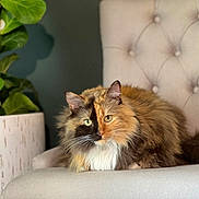 Ginger Rose is registered to the contest to win money with this photo: cat, feline, fluffy, multi_colored, split_face, chair, tufted, plant, leafy, indoor, pet, relaxed, fur, green, white, orange, brown, yellow_eyes, comfort, cozy