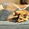 Ginger Rose is registered to the contest to win money with this photo: cat, fluffy, couch, indoor, pet, resting, feline, cozy, soft, blurred_background, animal, whiskers, ears, fur, relaxed, closeup, home, comfort, lying_down, cute