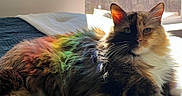 Ginger Rose is registered to the contest to win money with this photo: cat, fluffy, rainbow, sunlight, bed, window, indoor, feline, relaxed, colorful, pet, animal, whiskers, ears, fur, resting, cozy, domestic, natural_light, shadow