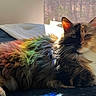 cat, fluffy, rainbow, sunlight, bed, window, indoor, feline, relaxed, colorful, pet, animal, whiskers, ears, fur, resting, cozy, domestic, natural_light, shadow