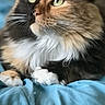 Ginger Rose is registered to the contest to win money with this photo: cat, calico_cat, fluffy, pet, animal, bed, blanket, blue, sleeping_area, indoor, closeup, feline, whiskers, ears, alert_notification, phone_screenshot, lock_screen, time_display, restoration, outage