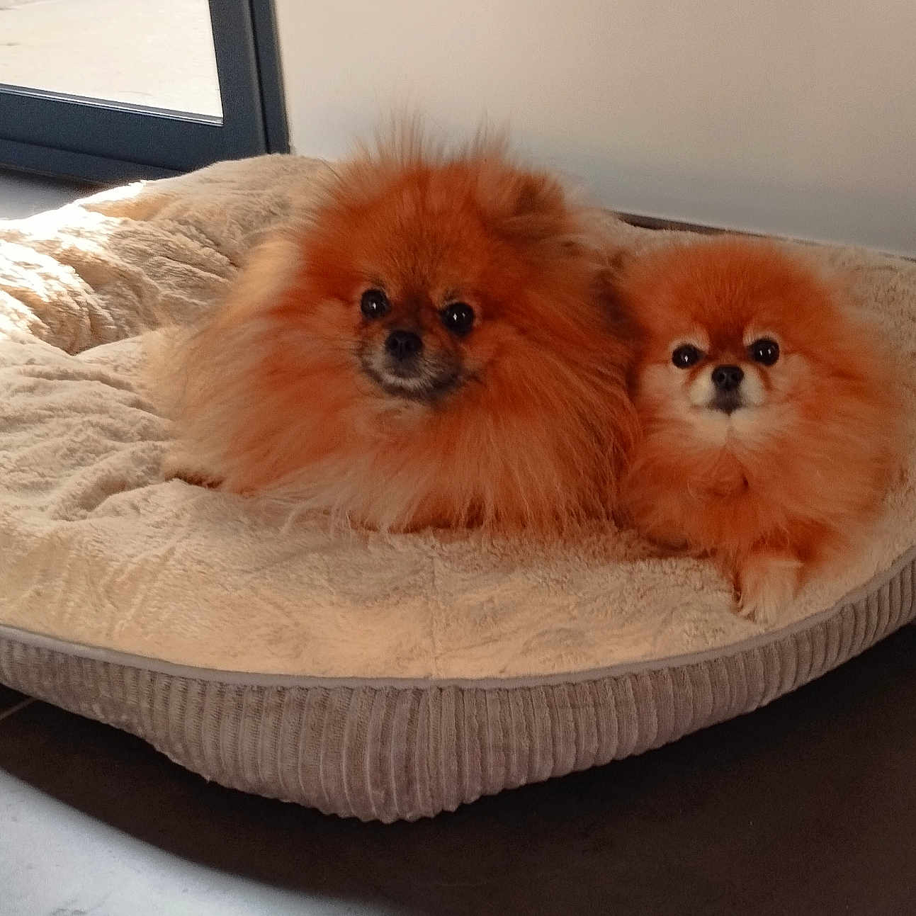 Poppy Et Michka participe au concours pour gagner de l'argent avec cette photo : animal, canine, cat, chow, cockerspaniel, dog, dogbed, homedecor, papillon, pet, puppy