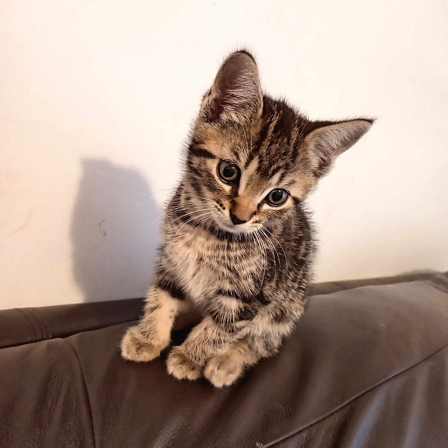 Rosie is registered to the contest to win money with this photo: animal, cat, curious, cute, domestic_animal, ears, feline, fur, head_tilt, indoor, kitten, leather_couch, pet, portrait, shadow, sitting, small, tabby, whiskers, young