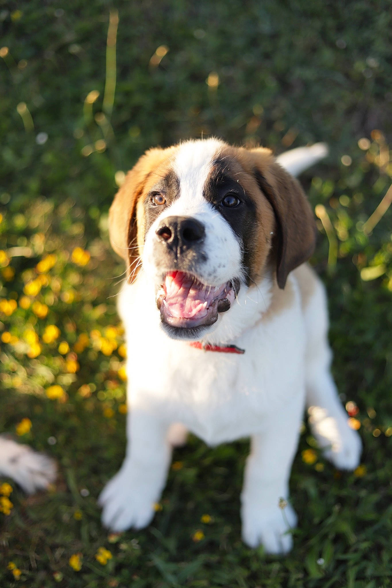 Tcharlie participe au concours pour gagner de l'argent avec cette photo : canidae, carnivore, companion_dog, dog, dog_breed, grass, gun_dog, hunting_dog, people_in_nature, petal, plant, sporting_group, tail, tree, working_dog