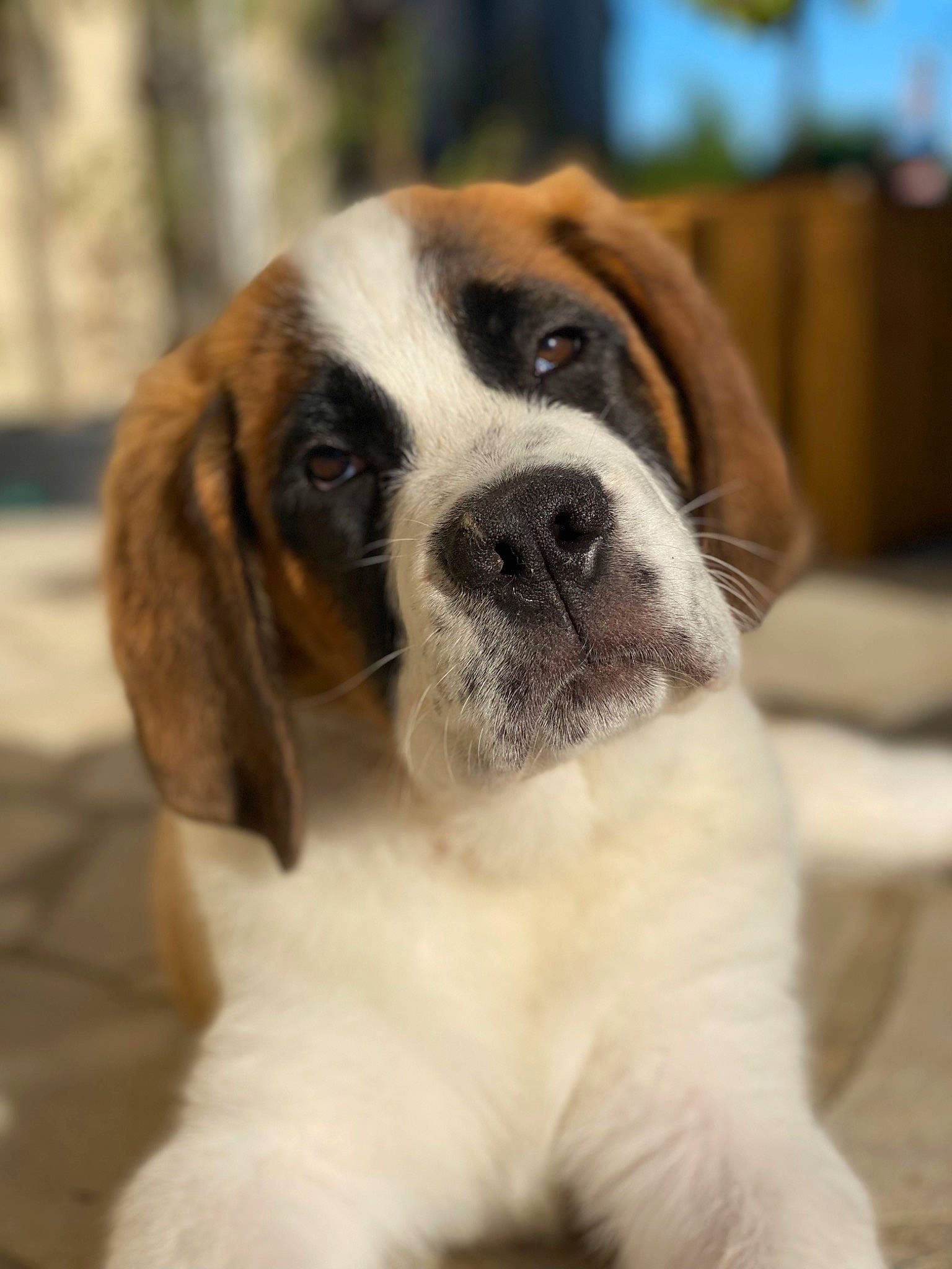 Tcharlie participe au concours pour gagner de l'argent avec cette photo : canidae, carnivore, companion_dog, dog, dog_breed, door, fur, mammal, non_sporting_group, plant, snout, terrestrial_animal, whiskers, working_animal, working_dog, wrinkle