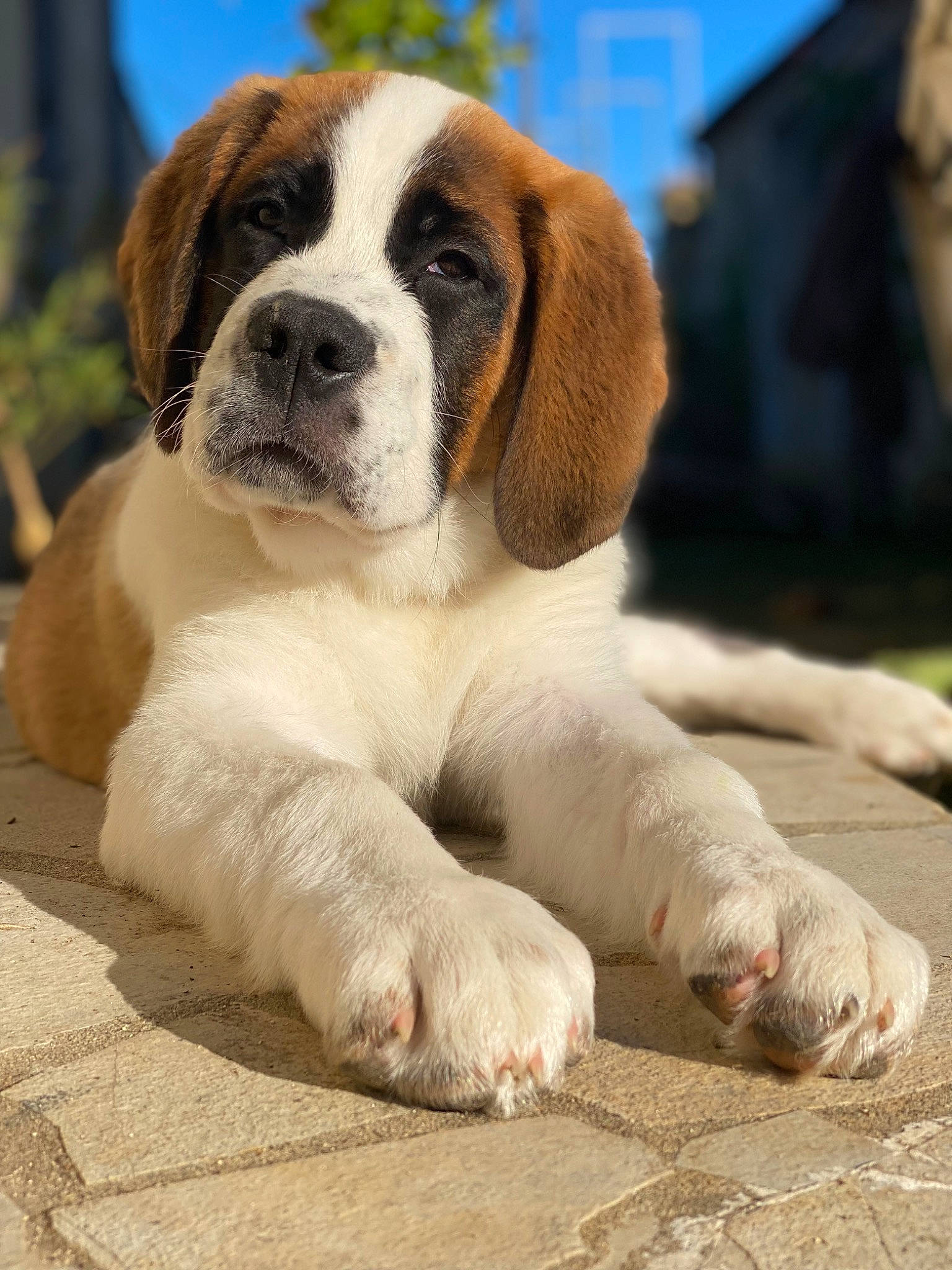Tcharlie participe au concours pour gagner de l'argent avec cette photo : bulldog, canidae, carnivore, companion_dog, dog, dog_breed, fawn, fur, giant_dog_breed, grass, moscow_watchdog, sky, snout, sporting_group, st_bernard, terrestrial_animal, whiskers, working_animal, working_dog, wrinkle