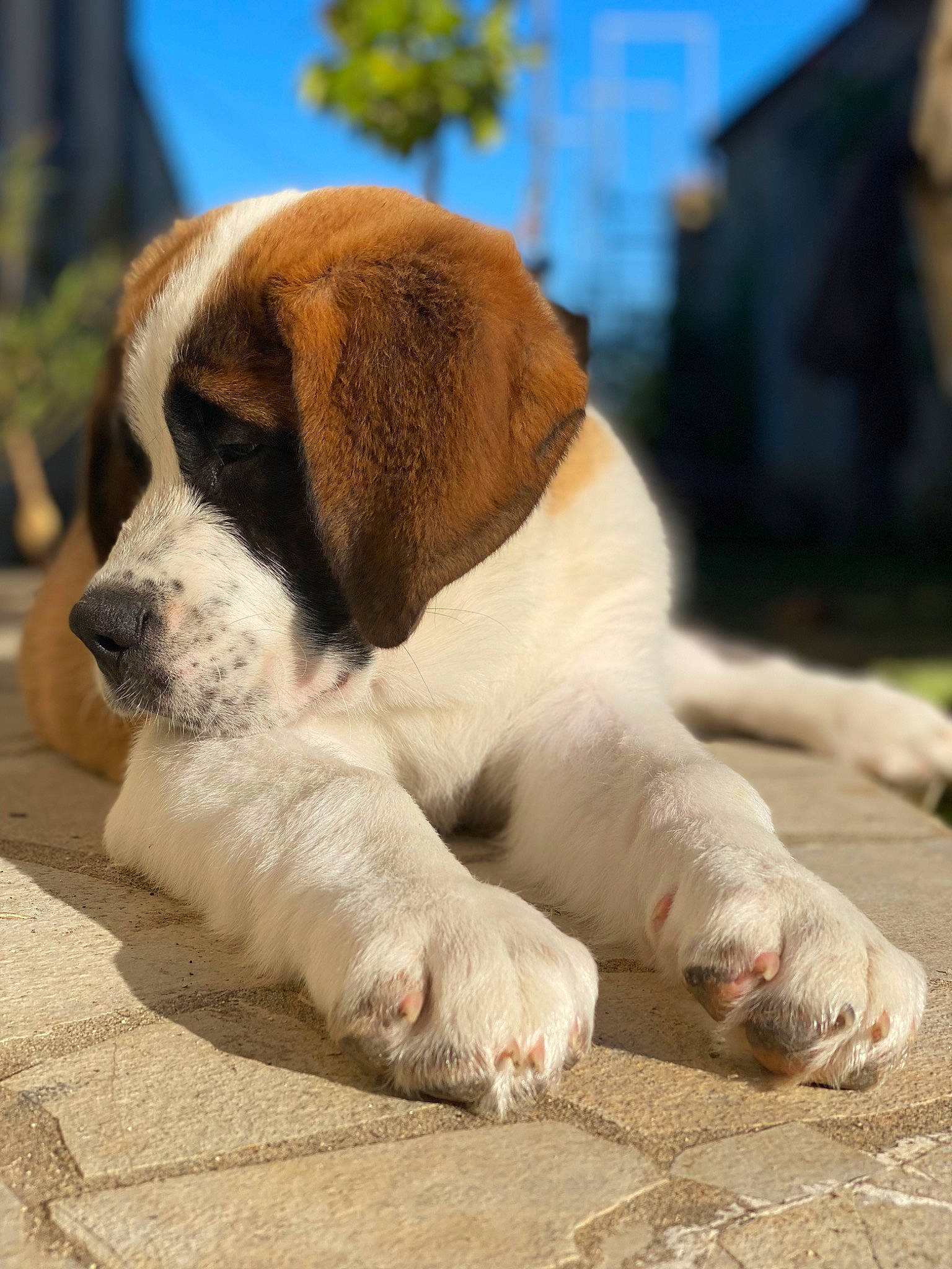 Tcharlie a rejoint le concours — aidez-le/la à gagner de superbes lots ! carnivore, companion_dog, dog, dog_breed, fawn, fur, paw, sky, snout, sporting_group, tail, terrestrial_animal