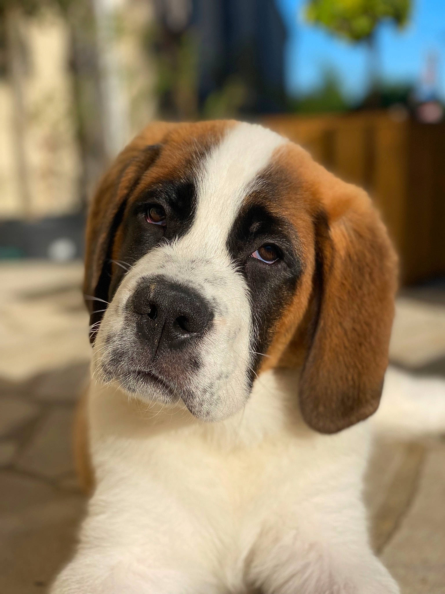 Tcharlie a rejoint le concours — aidez-le/la à gagner de superbes lots ! carnivore, collar, companion_dog, dog, dog_breed, dog_collar, door, fur, giant_dog_breed, hound, liver, puppy, scent_hound, snout, st_bernard, terrestrial_animal, whiskers, window, working_animal, working_dog