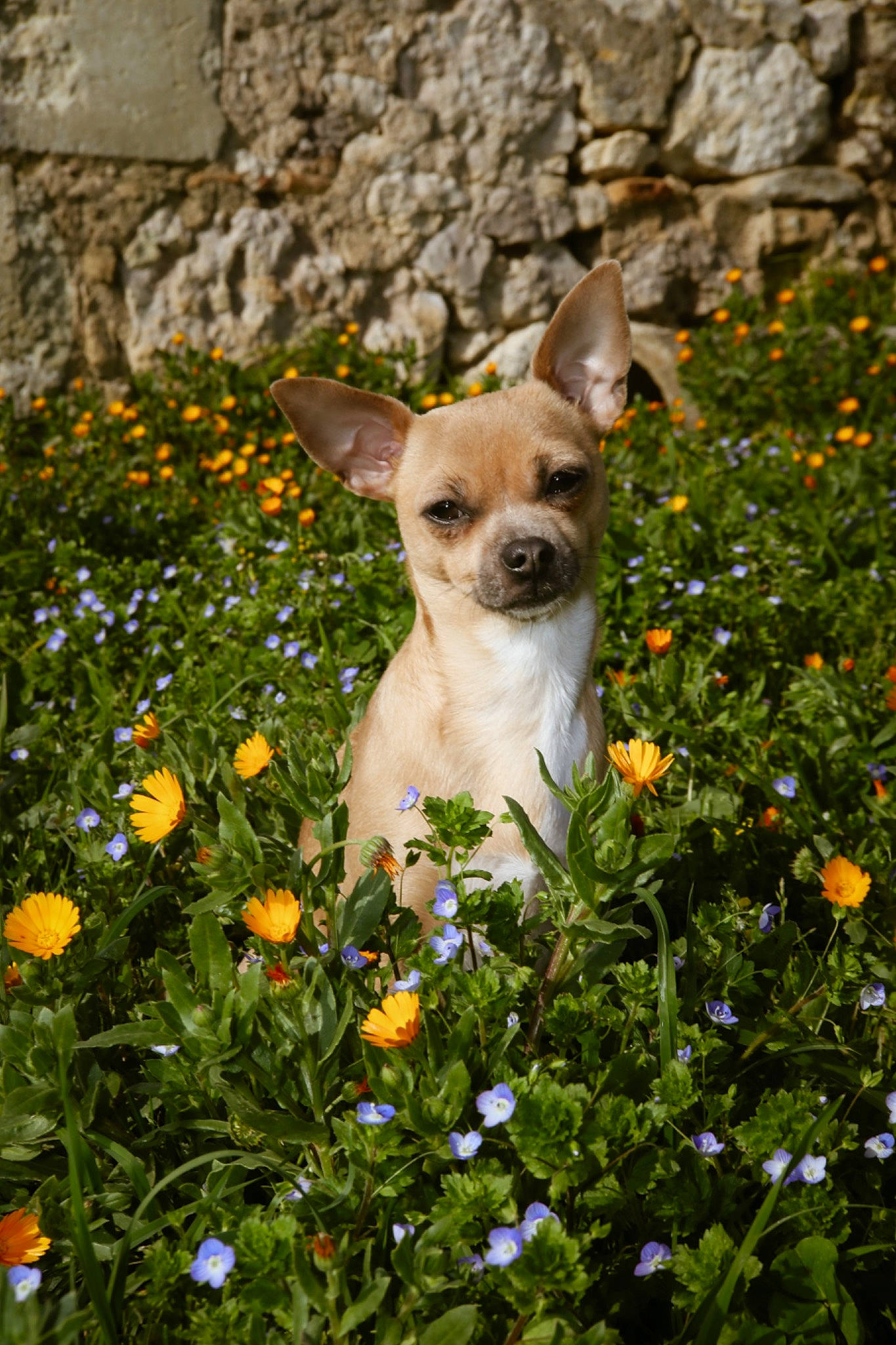 Bouchon participe au concours pour gagner de l'argent avec cette photo : annual_plant, canidae, carnivore, chihuahua, collar, companion_dog, dog, dog_breed, dog_supply, fawn, flower, flowering_plant, grass, petal, plant, spring, terrestrial_animal, toy_dog, whiskers, working_animal