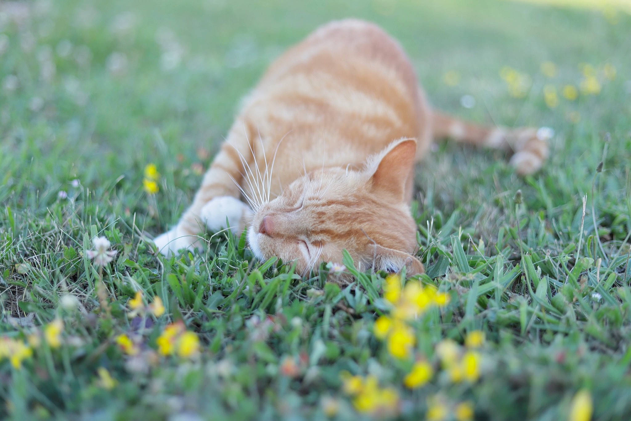 Olivier participe au concours pour gagner de l'argent avec cette photo : carnivore, cat, fawn, felidae, flower, grass, grass_family, grassland, groundcover, lawn, meadow, people_in_nature, plant, small_to_medium_sized_cats, snout, tail, terrestrial_animal, tree, whiskers, wood