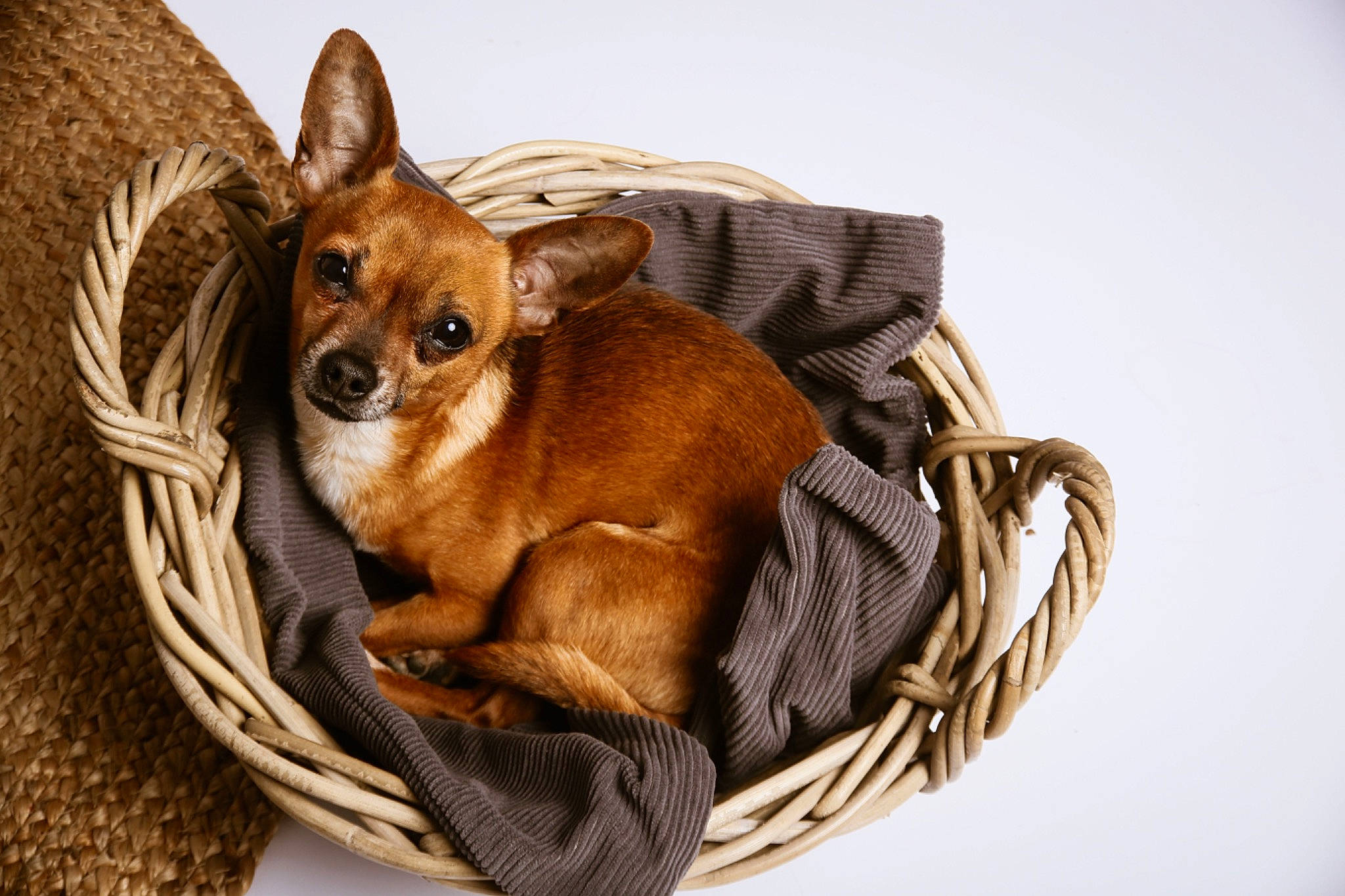 Carlos a rejoint le concours — aidez-le/la à gagner de superbes lots ! brown, canidae, carnivore, chihuahua, comfort, companion_dog, corgi_chihuahua, dog, dog_bed, dog_breed, dog_supply, fawn, liver, snout, sporting_group, tail, terrestrial_animal, toy_dog, whiskers, working_animal