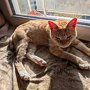 Minette a rejoint le concours — aidez-le/la à gagner de superbes lots ! cat, ginger_cat, orange_fur, pet, animal, feline, lying_down, stretching, relaxed, sleepy, window, sunlight, indoors, blanket, cushion, whiskers, ears, paws, portrait, home