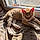 Minette