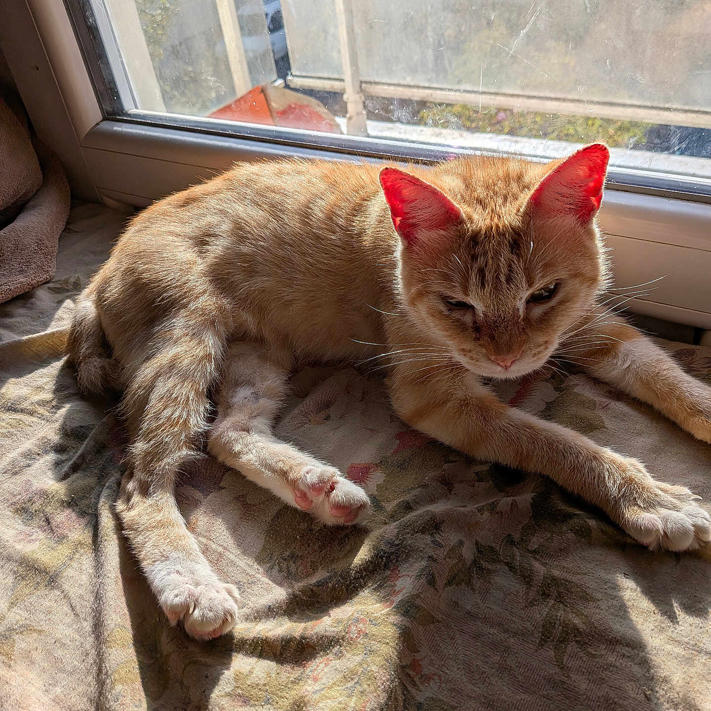 Minette
