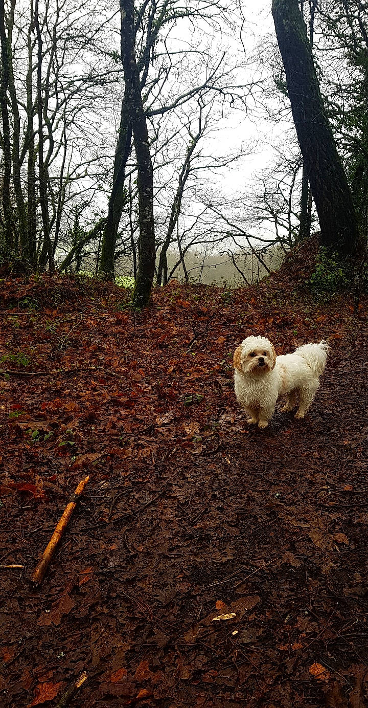 Naboo participe au concours pour gagner de l'argent avec cette photo : canidae, carnivore, companion_dog, deciduous, dog, dog_breed, fawn, forest, grass, natural_landscape, plant, sky, soil, tail, toy_dog, tree, trunk, twig, wood, woodland