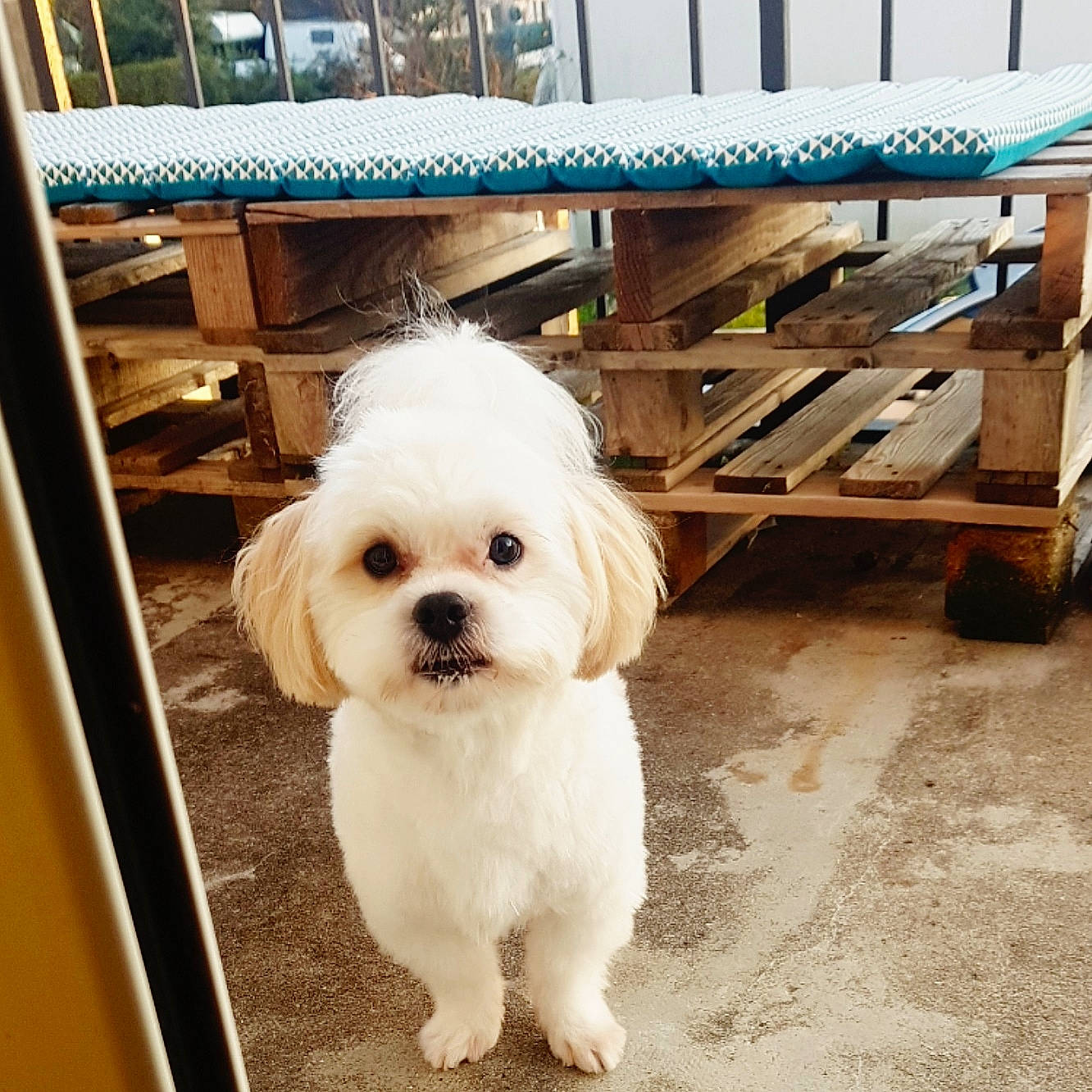 Naboo participe au concours pour gagner de l'argent avec cette photo : bench, canidae, carnivore, companion_dog, dog, dog_breed, dog_collar, flooring, fur, hardwood, maltepoo, non_sporting_group, outdoor_bench, shih_tzu, small_terrier, snout, sporting_group, toy_dog, wood, working_animal