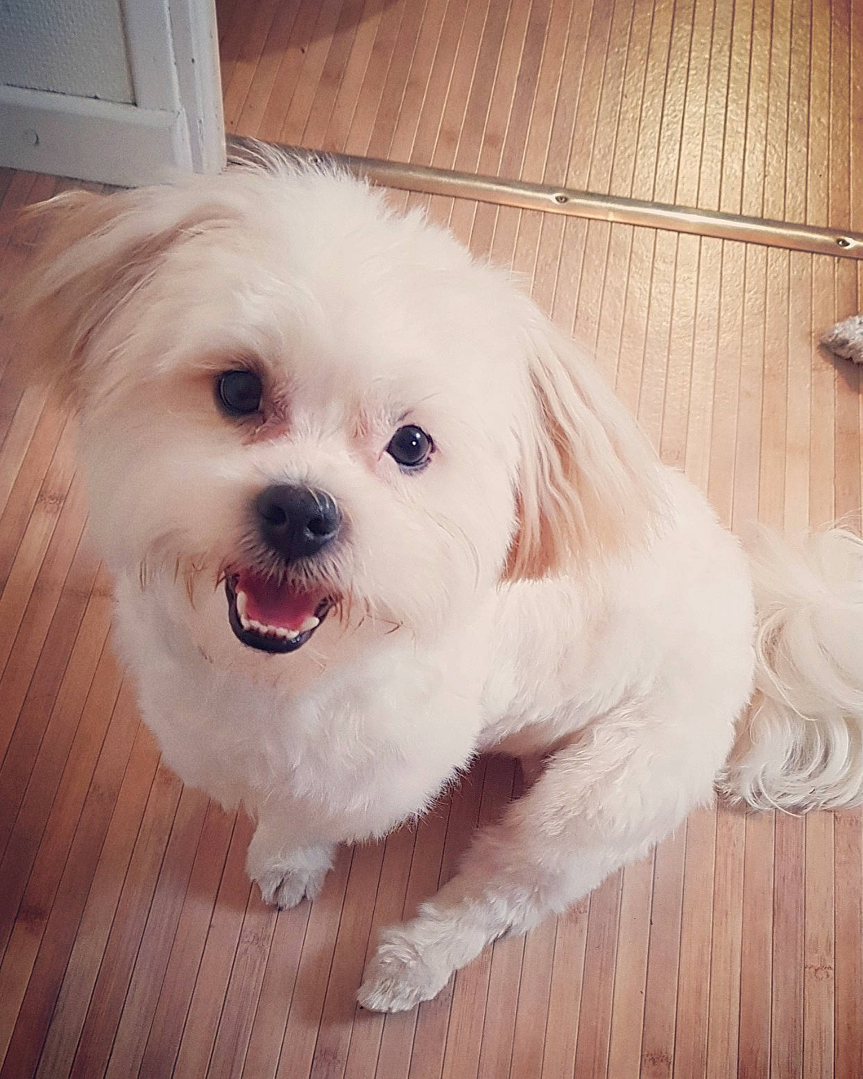 Naboo participe au concours pour gagner de l'argent avec cette photo : canidae, carnivore, companion_dog, dog, dog_breed, firefighter, flooring, fur, happy, hardwood, maltepoo, puppy_love, small_terrier, smile, snout, sporting_group, toy_dog, wood, wood_stain, working_animal