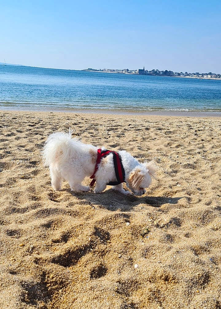 Naboo participe au concours pour gagner de l'argent avec cette photo : beach, calm, canidae, carnivore, coast, coastal_and_oceanic_landforms, companion_dog, dog, dog_breed, fawn, horizon, lake, landscape, ocean, shore, sky, tail, water, wind_wave, working_animal