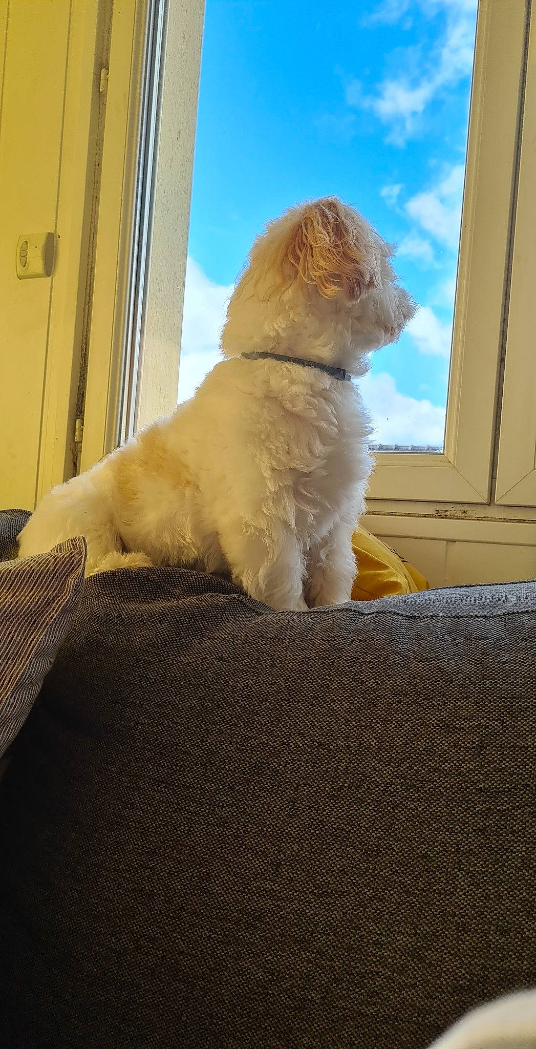 Naboo participe au concours pour gagner de l'argent avec cette photo : carnivore, cat, cloud, comfort, companion_dog, dog_breed, door, fawn, felidae, flooring, fur, sky, small_to_medium_sized_cats, snout, sporting_group, tail, tints_and_shades, whiskers, window, wood