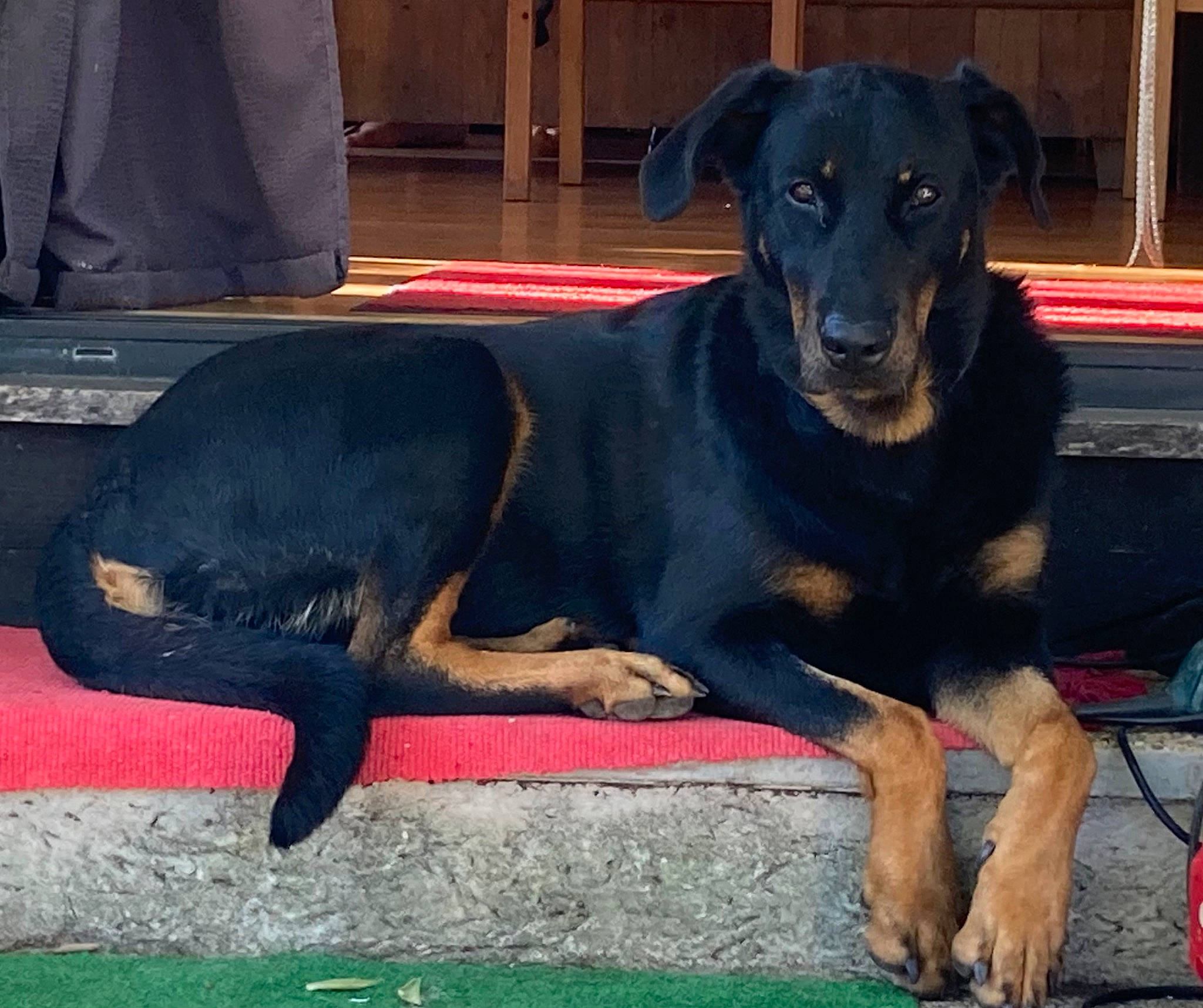 Jolly participe au concours pour gagner de l'argent avec cette photo : canidae, carnivore, collar, companion_dog, dog, dog_breed, dog_collar, dog_supply, fawn, flooring, fur, guard_dog, hunting_dog, liver, pet_supply, rottweiler, sporting_group, terrestrial_animal, working_animal, working_dog