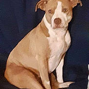 Lil Bit is registered to the contest to win money with this photo: animal, background, canine, companion, cute, dog, domestic, ears, face, friend, fur, furry, indoor, looking, mammal, pet, portrait, sitting, tan, white