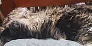 Saori a rejoint le concours — aidez-le/la à gagner de superbes lots ! cat, tabby, fluffy, relaxed, lying_down, indoor, furniture, cushion, sleeping, whiskers, paws, fur, cozy, pet, animal, resting, domestic, cute, table, home