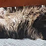 cat, tabby, fluffy, relaxed, lying_down, indoor, furniture, cushion, sleeping, whiskers, paws, fur, cozy, pet, animal, resting, domestic, cute, table, home