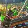 cat, snake, terrarium, glass, pet, curious, collar, wooden_surface, indoor, sunlight, plants, aquarium_thermometer, reptile, furniture, home, pet_interaction, animal, greenery, wooden_branch, reflection