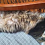 cat, tabby, fluffy, sleeping, stretching, bed, blanket, wooden_furniture, indoor, cozy, relaxed, pet, animal, whiskers, fur, paws, resting, cute, domestic_cat, pattern