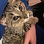 animal, blue_clothing, cat, close_up, cozy, curious, cute, domestic, eyes, feline, fur, hand, holding, indoor, person, pet, soft_lighting, tabby, whiskers, young_cat