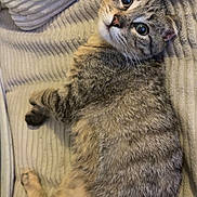 Balou participe au concours pour gagner de l'argent avec cette photo : animal, cat, couch, cozy, cute, domestic, feline, fur, indoor, laying, looking, mammal, pet, relaxed, resting, striped, tabby, texture, whiskers, wide_eyes