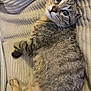 animal, cat, couch, cozy, cute, domestic, feline, fur, indoor, laying, looking, mammal, pet, relaxed, resting, striped, tabby, texture, whiskers, wide_eyes