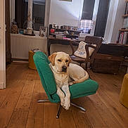 Virgile participe au concours pour gagner de l'argent avec cette photo : bookshelf, calm, chair, cozy, desk, dog, flooring, furniture, green_chair, home, indoor, labrador, lamp, living_room, pet, pillow, relaxed, vintage_decor, window, wooden_floor