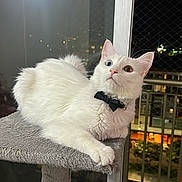 Martin joined the competition — help win amazing prizes! cat, white_cat, heterochromia, blue_eye, amber_eye, bow_tie, cat_tree, indoor, night, window, city_lights, pet, animal, feline, fur, relaxed, looking_up, balcony, domestic_cat, cute