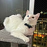 cat, white_cat, heterochromia, blue_eye, amber_eye, bow_tie, cat_tree, indoor, night, window, city_lights, pet, animal, feline, fur, relaxed, looking_up, balcony, domestic_cat, cute